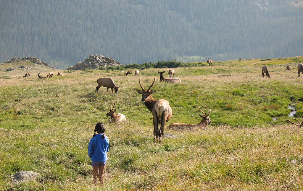 Rocky Mountain National Park Kind vor einer Elchherde